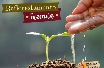 Reflorestamento da Fazenda Bela Vista